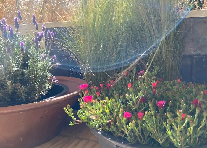 Malhada Do Sao Tavira